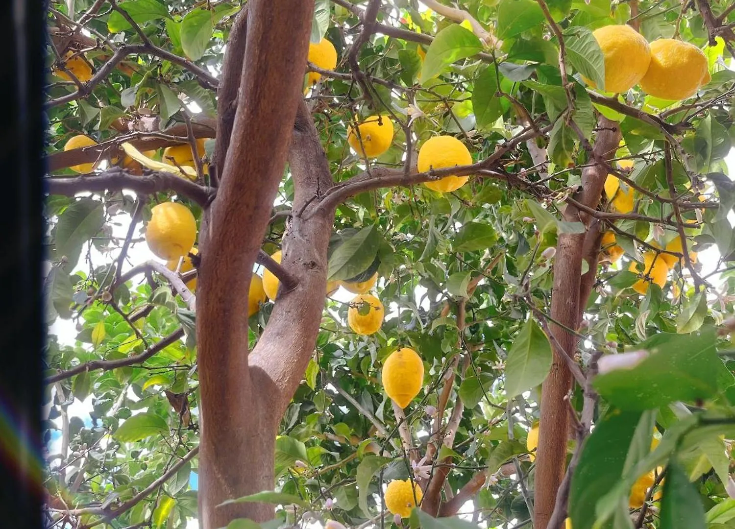 Homestay Centro Malaga-Casa Del Limon Apartment Spain